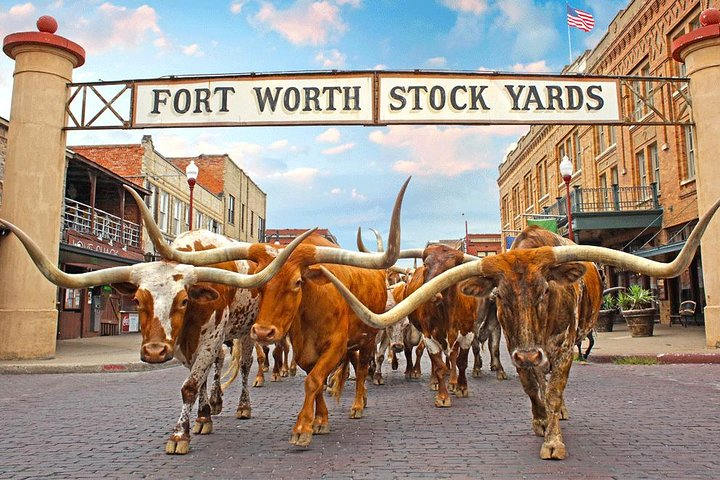 The Fort Worth Herd, Fort Worth Stockyards